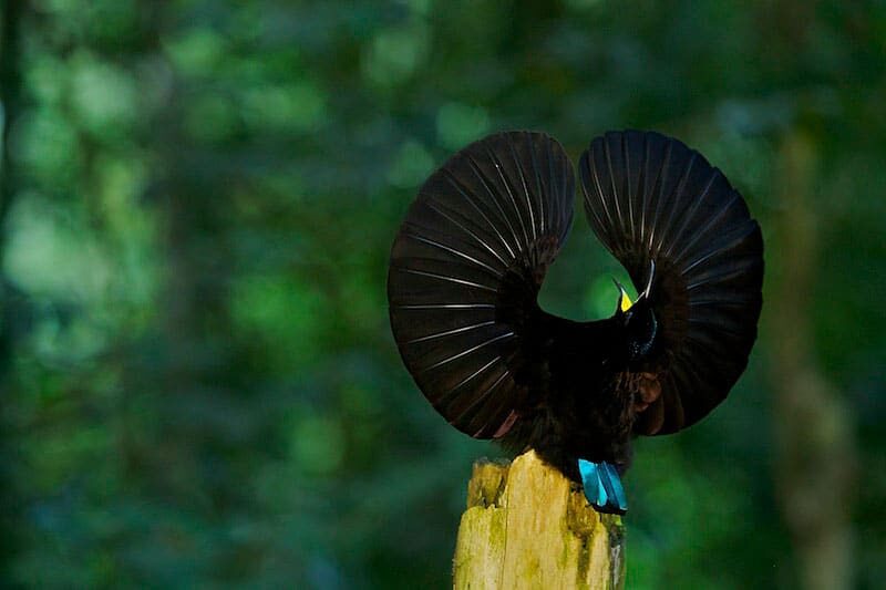 tim-laman12-bop-080905-024-3-5569250