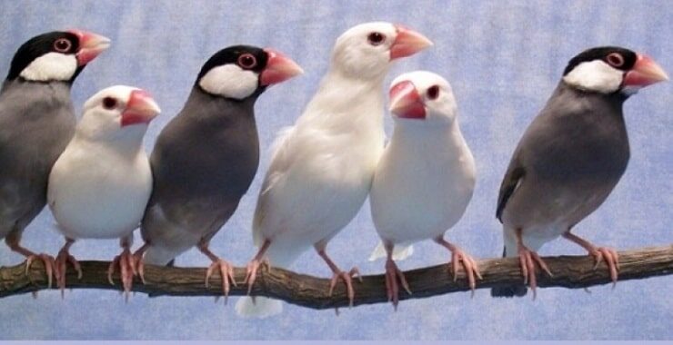 1-mengenal-lebih-dekat-jenis-burung-glatik-dan-habitatnya-8941477