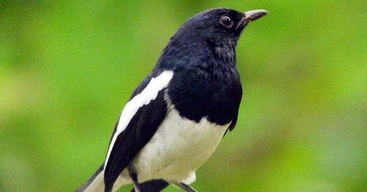 2-cara-paling-efektif-menguruskan-burung-kacer-yang-kegemukan-2071873