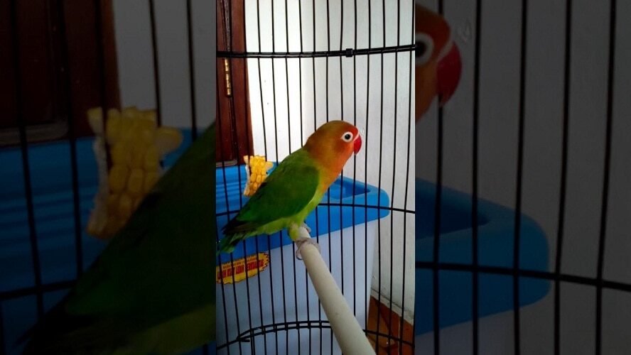 5-keunggulan-lovebird-taiwan-dibandingkan-lovebird-lokal-7464308