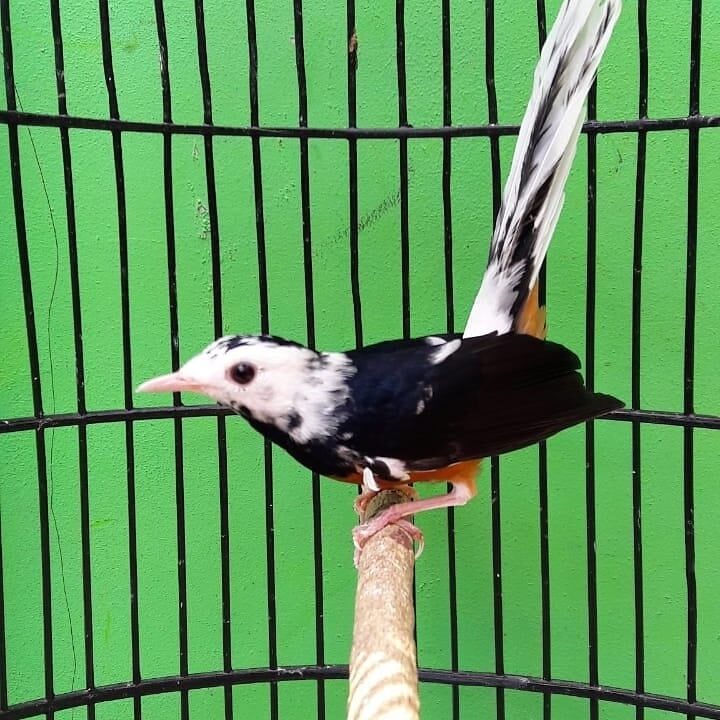 asal-usul-dan-kelebihan-murai-batu-blorok-yang-perlu-diketahui-8079829