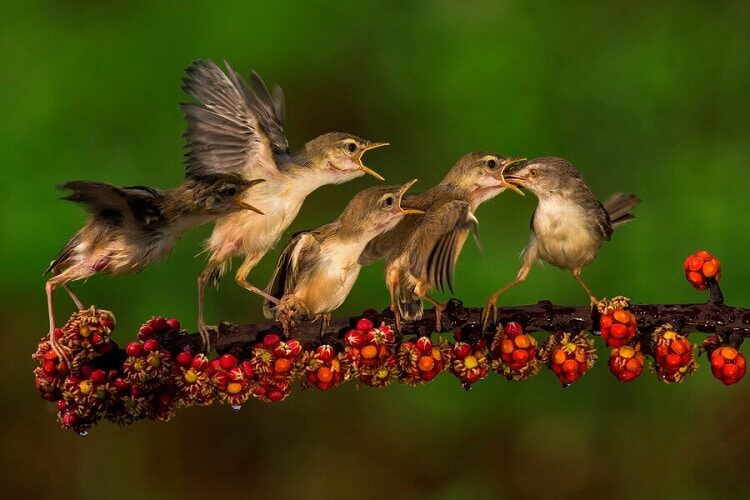 budidaya-burung-ciblek-kristal-5665380