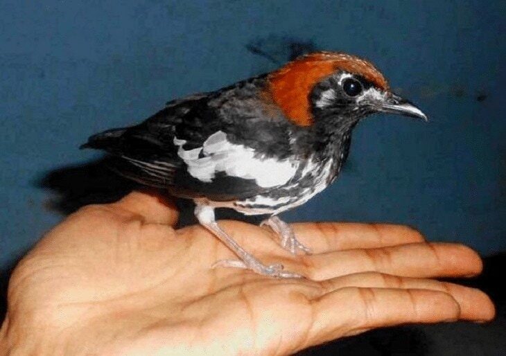 burung-anis-kembang-sesuai-daerah-asal-4156165