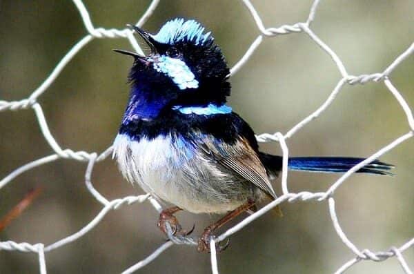 burung-cikrak-peri-burung-cantik-pandai-menguping-5738360
