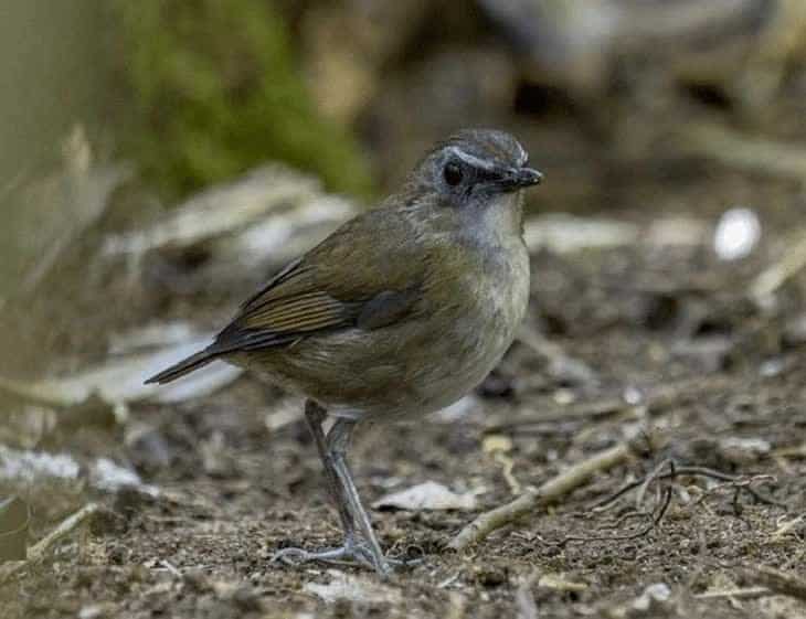 burung-cingcoang-cokelat-5110466