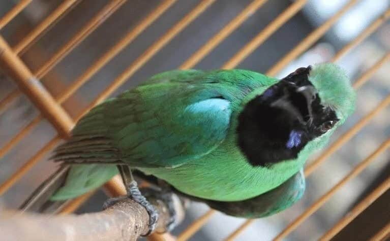 burung-cucak-ijo-ngentrok-4493239