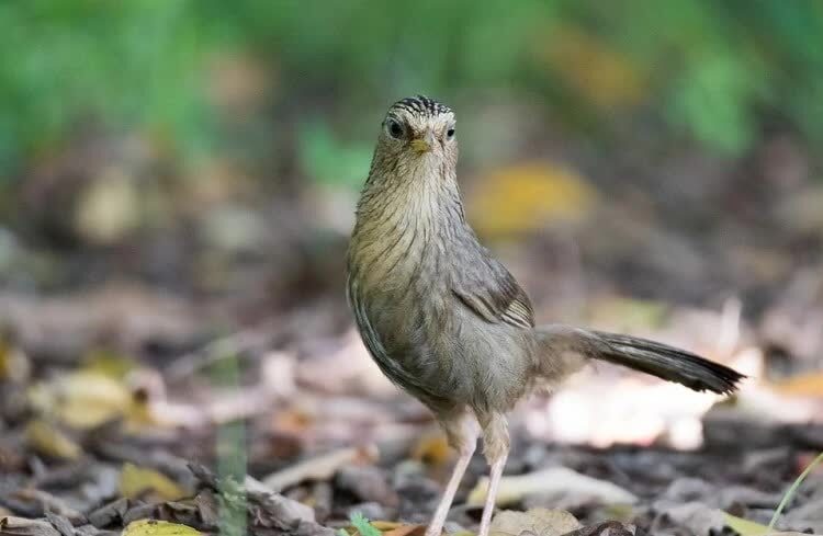 burung-hwamei-taiwan-4167653