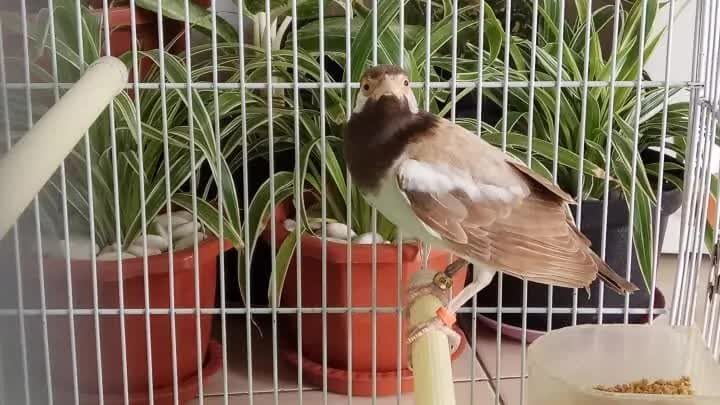 burung-jalak-suren-albino-2-9708341