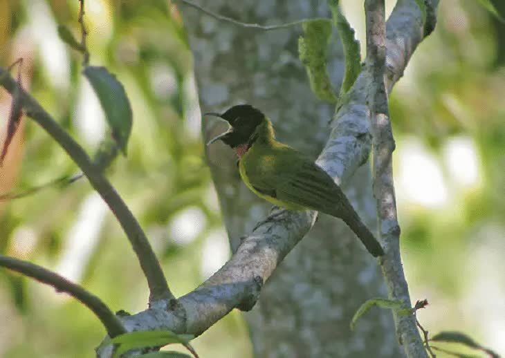 burung-kancilan-flores-9775756