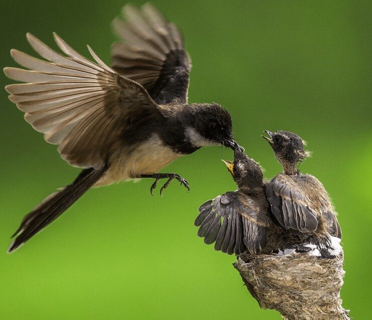 burung-kipasan-belang-9763996