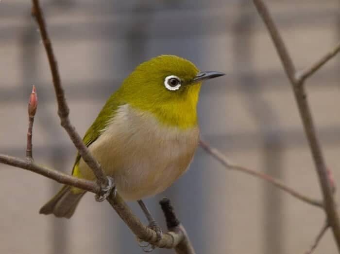 burung-pleci-merapi-3210625