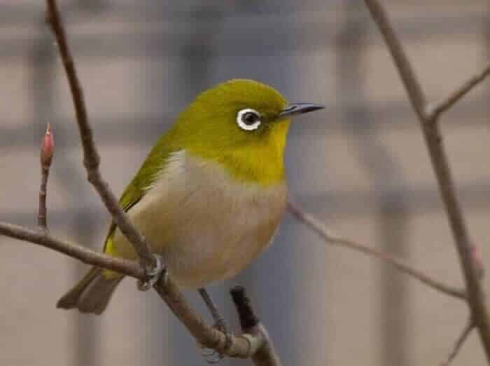 burung-pleci-merapi-7226541