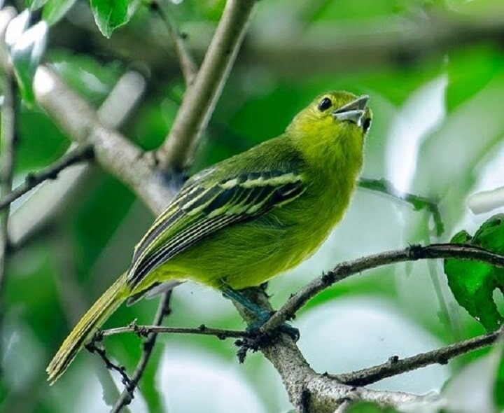 burung-sirtu-6567808