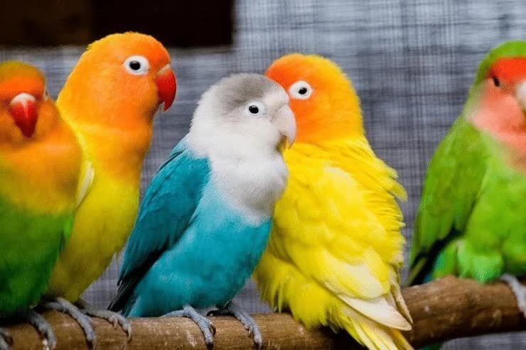 cara-memaster-lovebird-paud-dan-jenis-masteran-yang-baik-5639881
