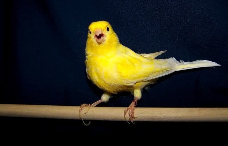 cara-membuat-kenari-nagen-satu-titik-dengan-terapi-tangkringan-kawat-7796499