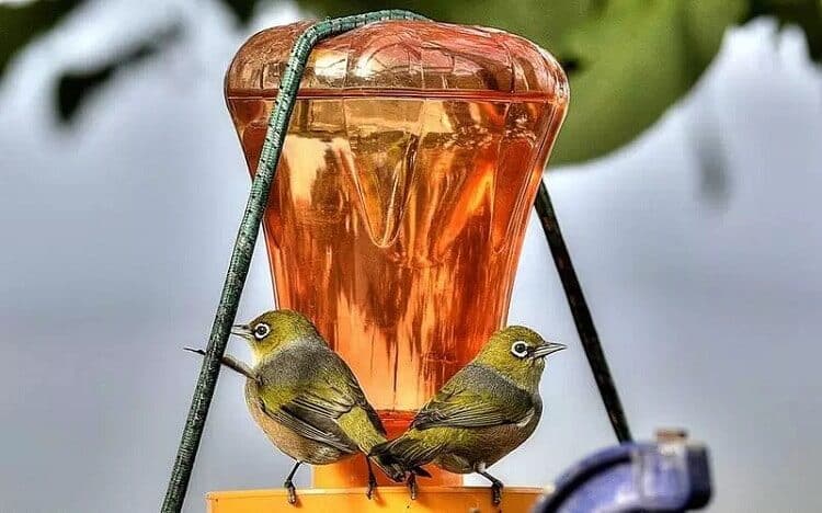 cara-membuat-racikan-nektar-untuk-pleci-dan-cara-pemberiannya-2310919