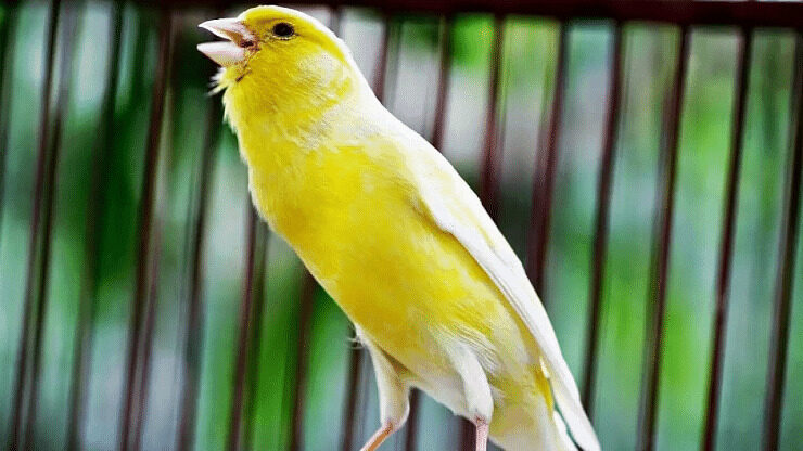 cara-menambah-volume-burung-kenari-7389563-1058979