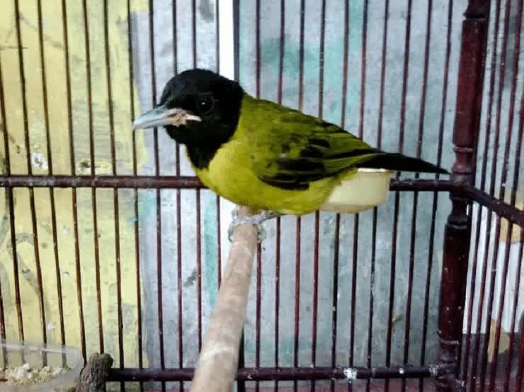 cara-menangkarkan-burung-samyong-agar-berhasil-3698076