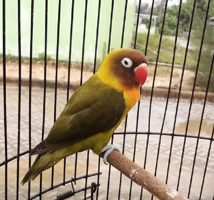 cara-mencetak-lovebird-olive-9380241