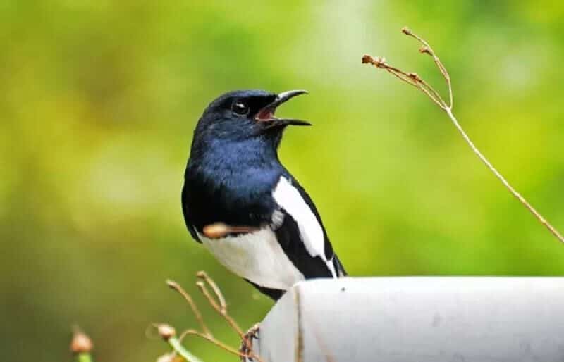 cara-mengatasi-burung-kacer-giras-ngeruji-nabrak-sangkar-paling-efektif-2763222