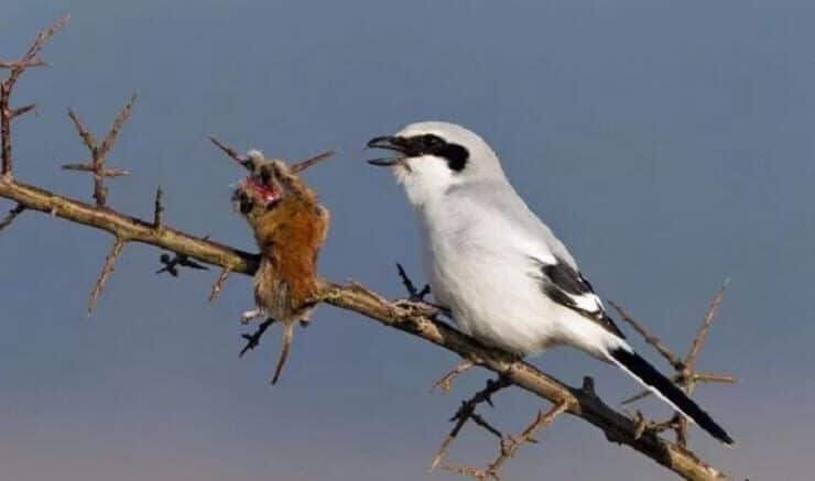 cara-mengatasi-cendet-kurang-fighter-1042462