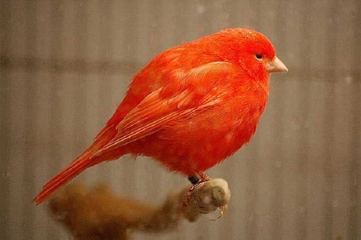 cara-mengobati-jamur-pada-burung-kenari-paling-ampuh-1376631