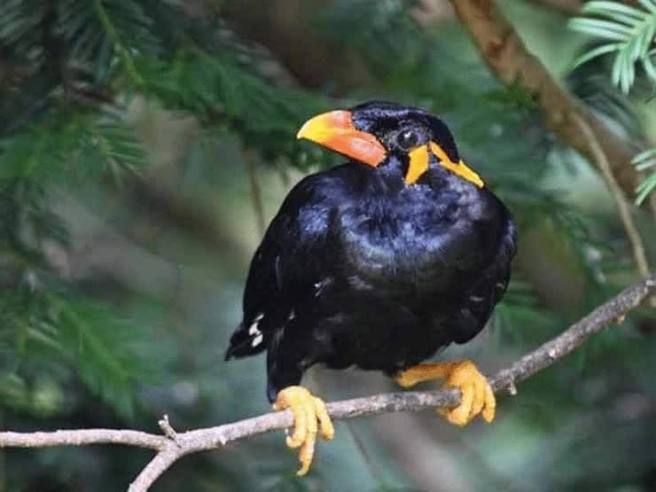 cara-menjinakkan-burung-beo-9830037