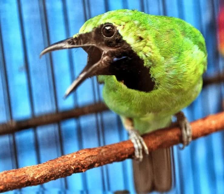 cara-merawat-cucak-ijo-agar-ngentrok-saat-lomba-7410540