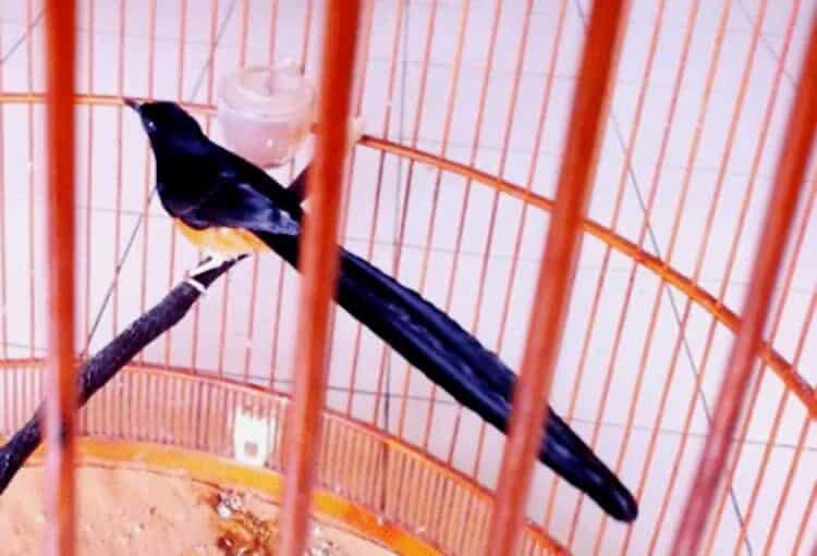 cara-merawat-murai-batu-dorong-ekor-8675107