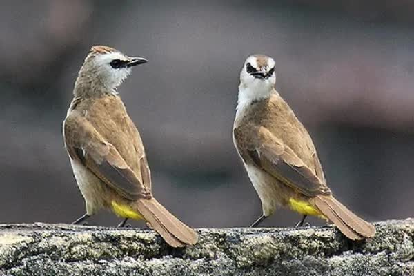 cara-merawat-trucukan-agar-cepat-gacor-dan-ngeropel-2-9173455