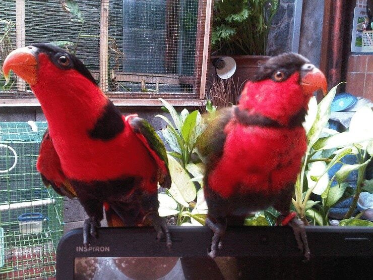 cara-mudah-merawat-burung-nuri-agar-tidak-stress-4286757