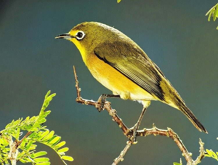 cara-ternak-burung-pleci-paling-mudah-untuk-pemula-2803381