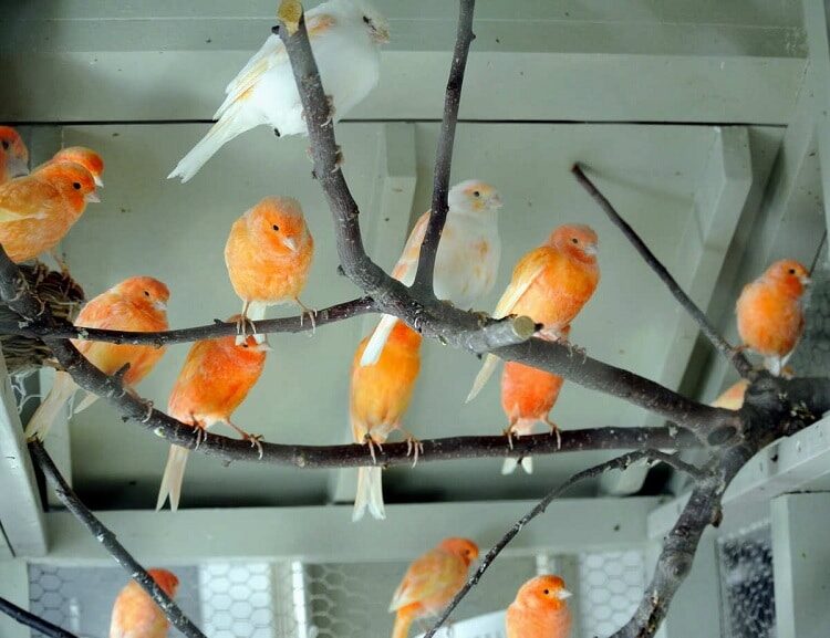 cara-ternak-kenari-koloni-paling-mudah-dan-efektif-2274596