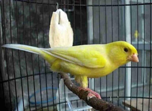 cara-perawatan-burung-kenari-mabung-5077409