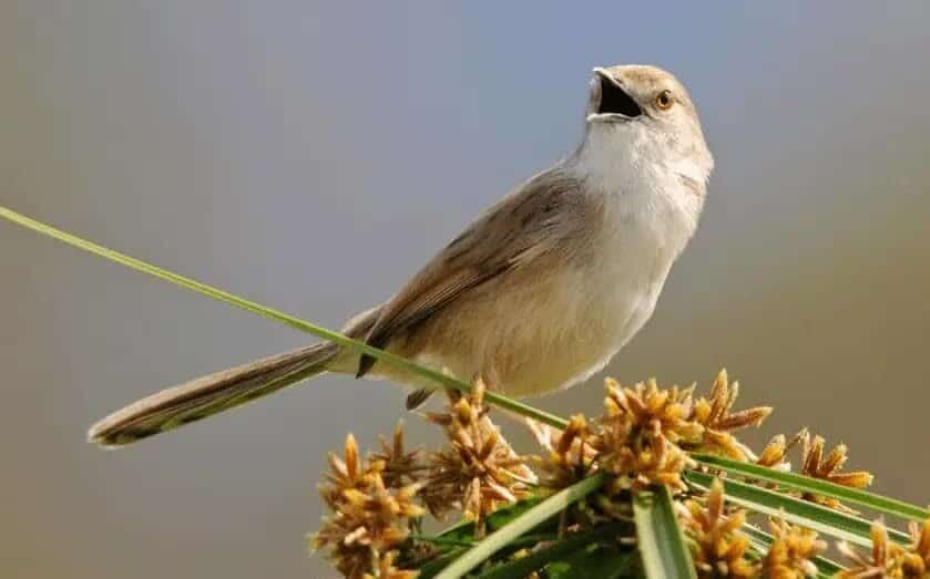 ciblek-putih-5054064