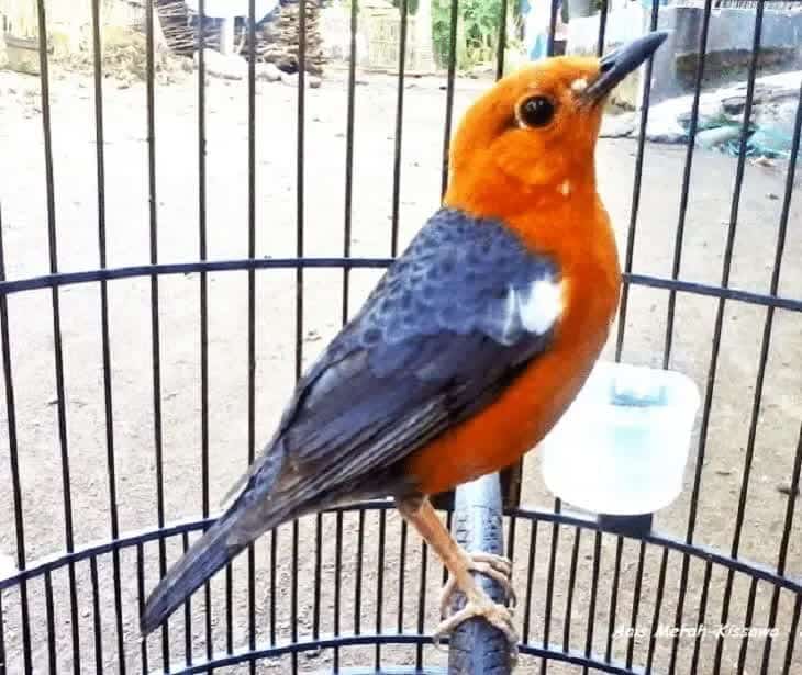 ciri-ciri-burung-anis-merah-ngedrop-3772070