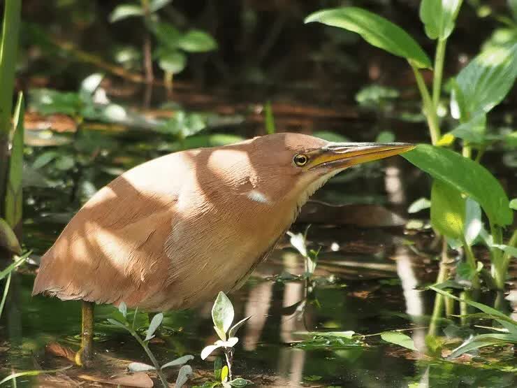 ciri-ciri-burung-bambangan-merah-dan-habitatnya-5875803