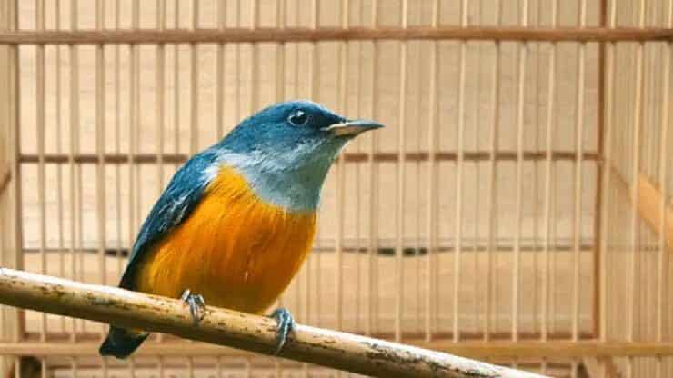 ciri-ciri-burung-cabai-bunga-api-3540765