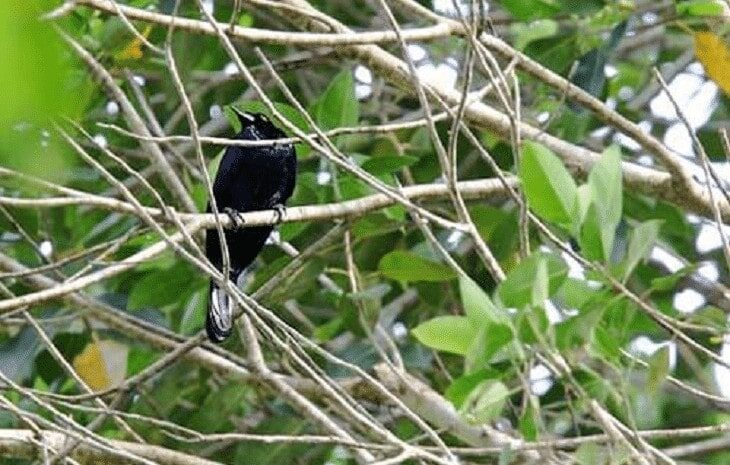 ciri-khas-burung-cendrawasih-loria-8735143