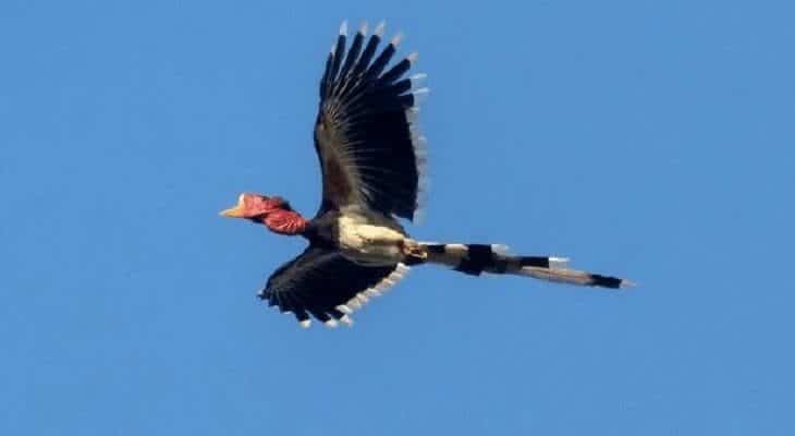 ciri-khas-burung-enggang-gading-1904041