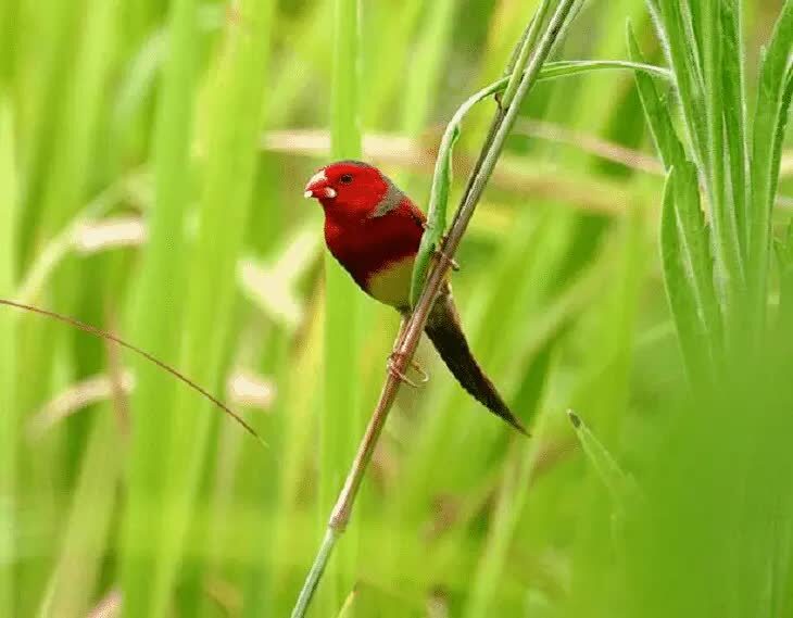 ciri-khas-burung-pipit-matari-6198329