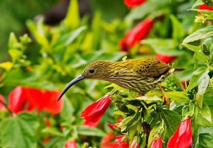 ciri-khas-kolibri-rimba-1180461