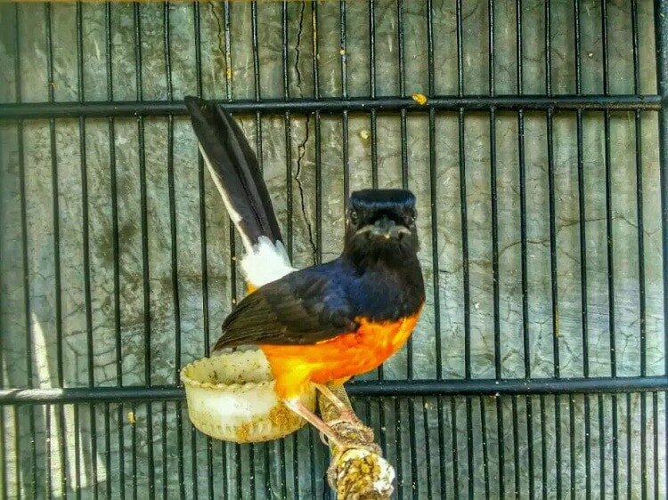 ciri-khusus-burung-murai-batu-kalimantan-3977840