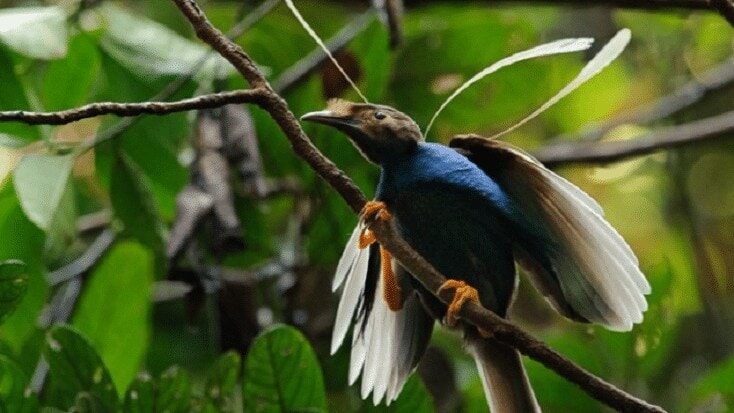 ciri-khas-burung-bidadari-8221379