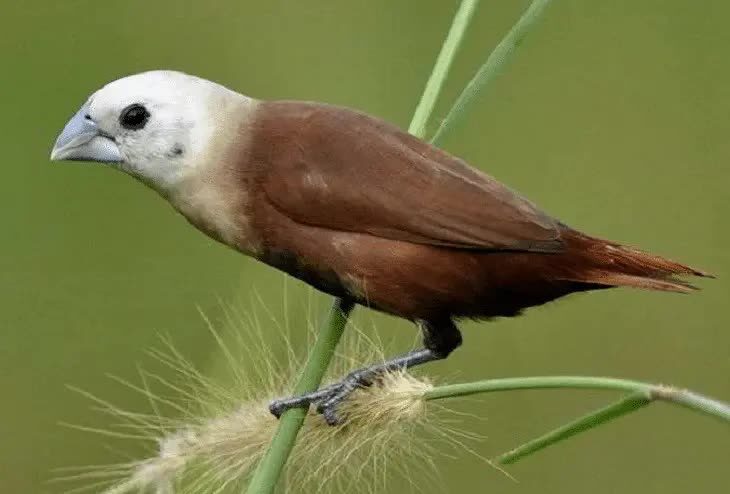 daya-tarik-burung-emprit-jepang-8177345