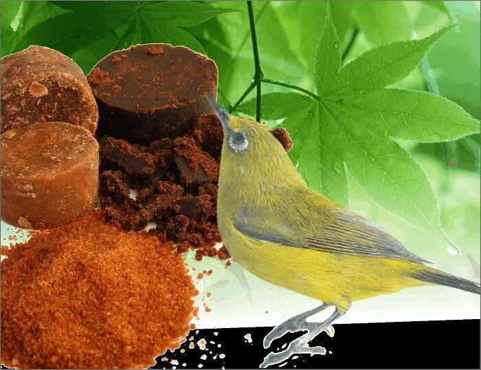 doping-pleci-dengan-air-gula-merah-2132169