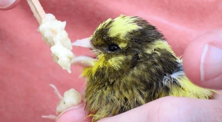 fase-mabung-burung-kenari-3399997