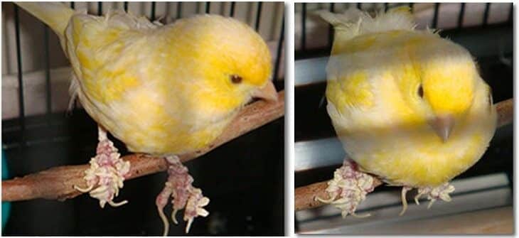 gunakan-cara-menghilangkan-kerak-pada-kaki-kenari-yang-ampuh-8131384