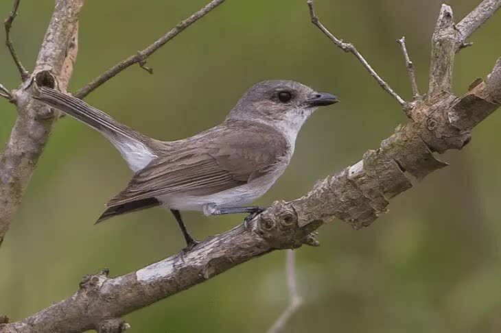 habitat-burung-kancilan-bakau-7762827