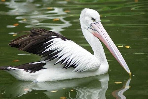 habitat-burung-pelikan-beserta-persebaran-dan-perilakunya-flickr-com_-9152334